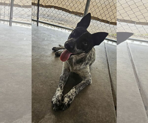Medium Photo #1 Australian Cattle Dog-Unknown Mix Puppy For Sale in El Centro, CA, USA