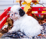 Small #1 Shih Tzu