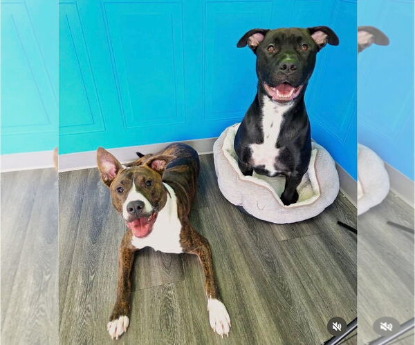 Medium Photo #3 American Pit Bull Terrier-Mountain Cur Mix Puppy For Sale in Oakhurst, NJ, USA