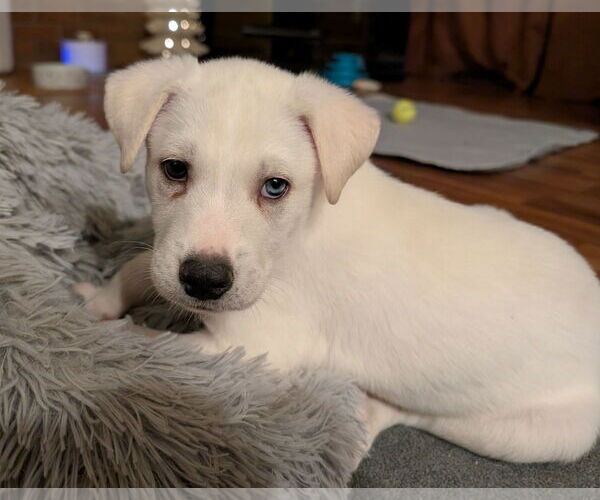 Medium Photo #4 Siberian Husky-Unknown Mix Puppy For Sale in Plainfield, IL, USA