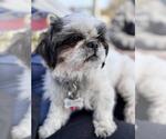 Small #1 Shih Tzu Mix
