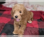 Small #27 Goldendoodle