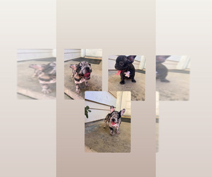 French Bulldog Puppy for sale in PALMDALE, CA, USA