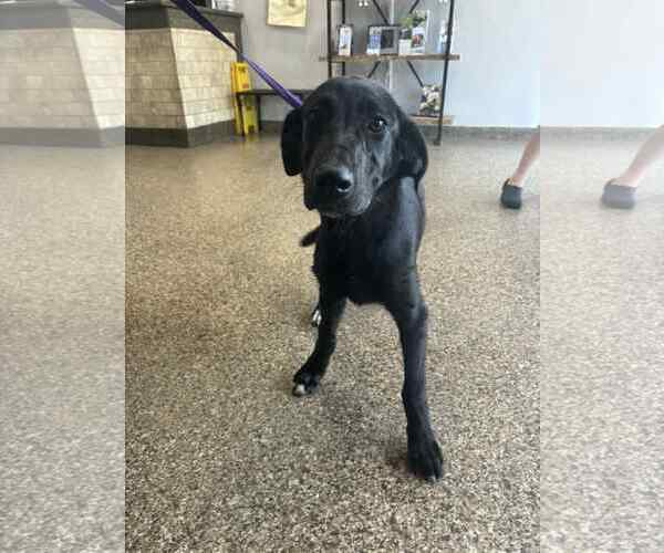 Medium Photo #1 Labrador Retriever Puppy For Sale in San Diego, CA, USA