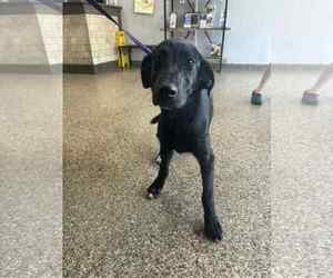 Labrador Retriever Dogs for adoption in San Diego, CA, USA