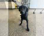 Small Labrador Retriever