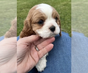 Cavalier King Charles Spaniel Puppy for sale in NILES, MI, USA