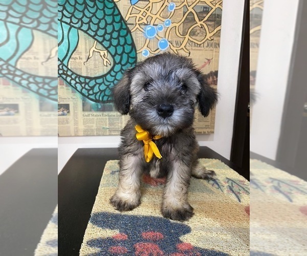 Medium Photo #1 Schnauzer (Miniature) Puppy For Sale in SAN DIEGO, CA, USA