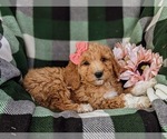 Small Photo #4 Goldendoodle Puppy For Sale in OXFORD, PA, USA