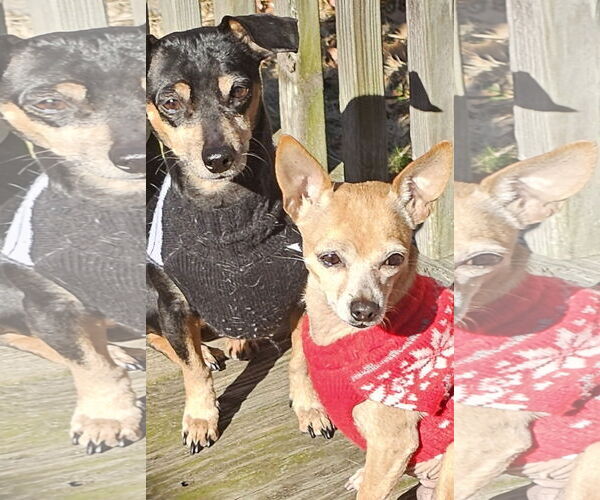 Medium Photo #2 Chiweenie Puppy For Sale in Jackson, NJ, USA