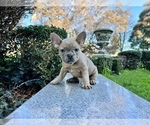 Small Photo #115 French Bulldog Puppy For Sale in HAYWARD, CA, USA