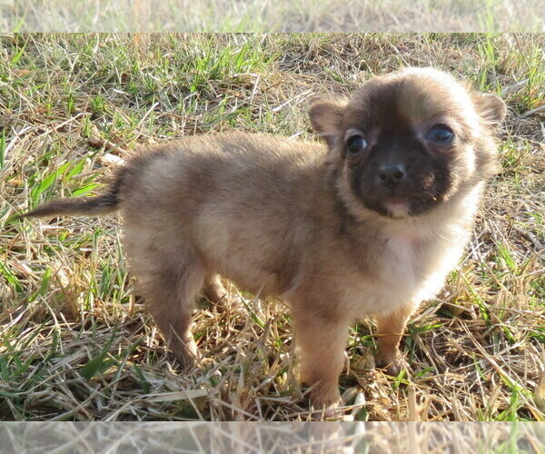 Medium Photo #12 Chihuahua Puppy For Sale in HAYES, VA, USA