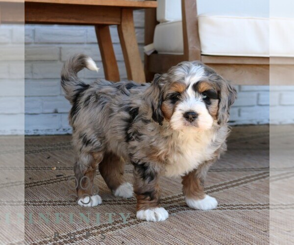 Medium Photo #3 Bernedoodle (Miniature) Puppy For Sale in NARVON, PA, USA