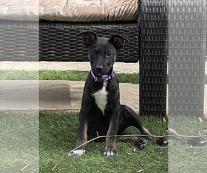 Kora - Female Mutt Dog for Adoption - Photo #5