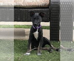 Small Photo #5 Mutt Puppy For Sale in Queen Creek, AZ, USA