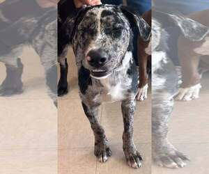 James - Male Catahoula Leopard Dog-Unknown Mix Dog for Adoption - Photo #2