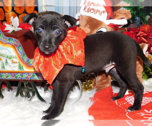 Rat Terrier Puppy for sale in HAMMOND, IN, USA