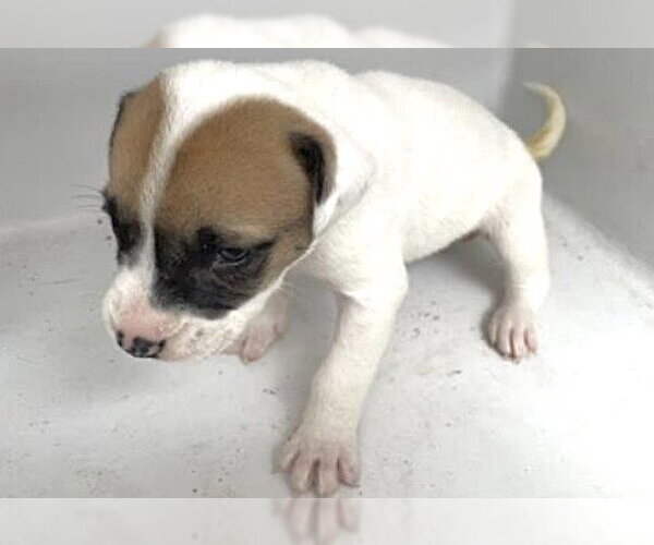 Medium Photo #1 Mutt Puppy For Sale in Houston, TX, USA