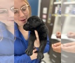 Small #15 Labrador Retriever