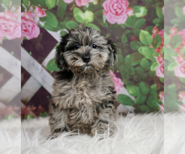 Medium Photo #1 Schnoodle (Miniature) Puppy For Sale in WARSAW, IN, USA