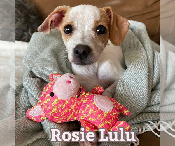 Medium Photo #6 Chiweenie Puppy For Sale in San Antonio, TX, USA