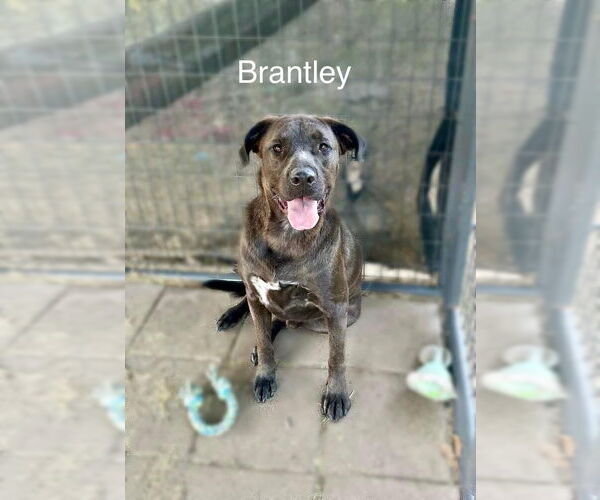 Medium Photo #1 Labrador Retriever-Retriever  Mix Puppy For Sale in Farmerville, LA, USA