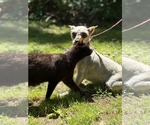 Small #3 Mutt