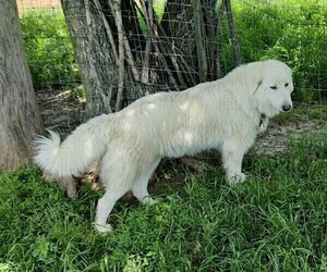 Mother of the Great Pyrenees-Maremma Sheepdog Mix puppies born on 04/21/2022