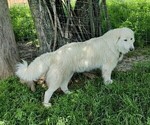 Small Photo #1 Great Pyrenees-Maremma Sheepdog Mix Puppy For Sale in KANSAS CITY, MO, USA