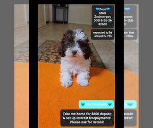 Poodle (Toy)-Zuchon Mix Puppy for sale in TUCSON, AZ, USA