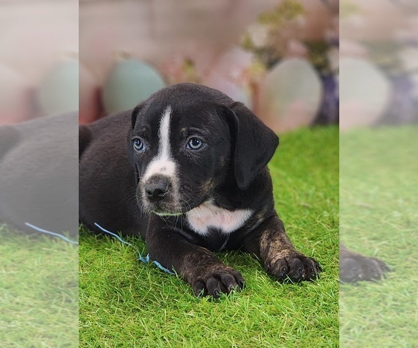 Medium Photo #8 Catahoula Leopard Dog Puppy For Sale in CUMBY, TX, USA