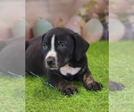 Small #7 Catahoula Leopard Dog