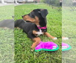 Small #20 Doberman Pinscher Mix