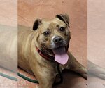 Small #1 American Staffordshire Terrier Mix
