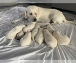 Small Photo #1 Labrador Retriever Puppy For Sale in OSCEOLA, IN, USA