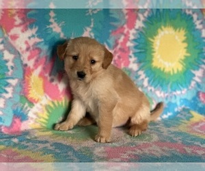 Golden Retriever Puppy for sale in LANCASTER, PA, USA