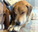 Small Photo #9 Basset Hound-Labrador Retriever Mix Puppy For Sale in Deepwater, NJ, USA