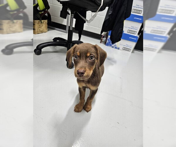 Medium Photo #1 Dachshund-Doberman Pinscher Mix Puppy For Sale in Temple, TX, USA
