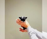 Small #18 Chihuahua