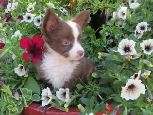 Miniature Australian Shepherd Puppy for sale in NEWARK, DE, USA