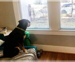Small Photo #6 Doberman Pinscher-Pointer Mix Puppy For Sale in Houston, TX, USA