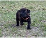 Small Photo #24 Rotticorso Puppy For Sale in REEVESVILLE, SC, USA