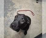 Small Labrador Retriever Mix