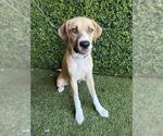 Small German Wirehaired Pointer Mix