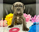 Small #2 Neapolitan Mastiff