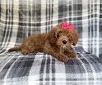Small #5 Cavapoo