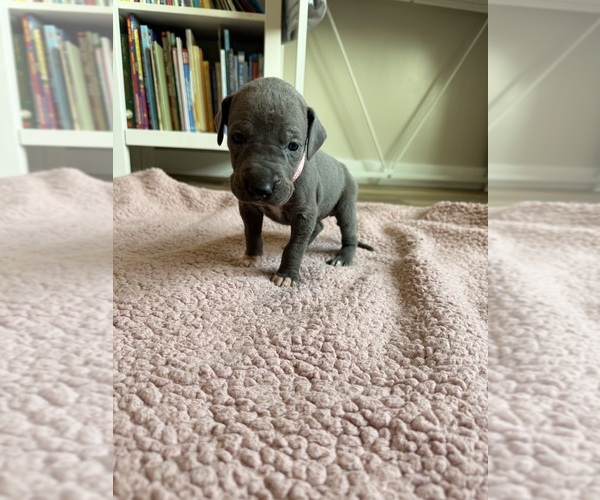 Medium Photo #2 Great Dane Puppy For Sale in BLYTHEWOOD, SC, USA