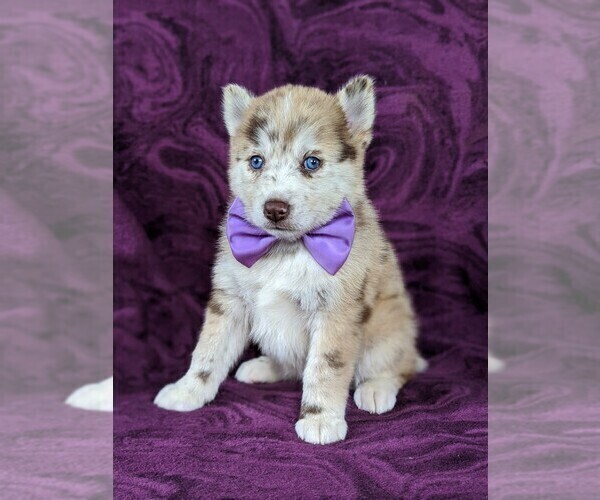 Medium Photo #2 Pomsky Puppy For Sale in QUARRYVILLE, PA, USA
