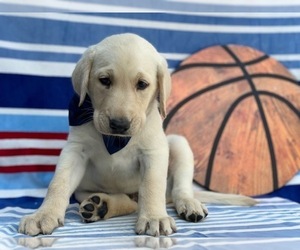 Labrador Retriever Puppy for sale in LANCASTER, PA, USA