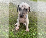 Small Photo #1 Great Dane Puppy For Sale in PATRIOT, OH, USA